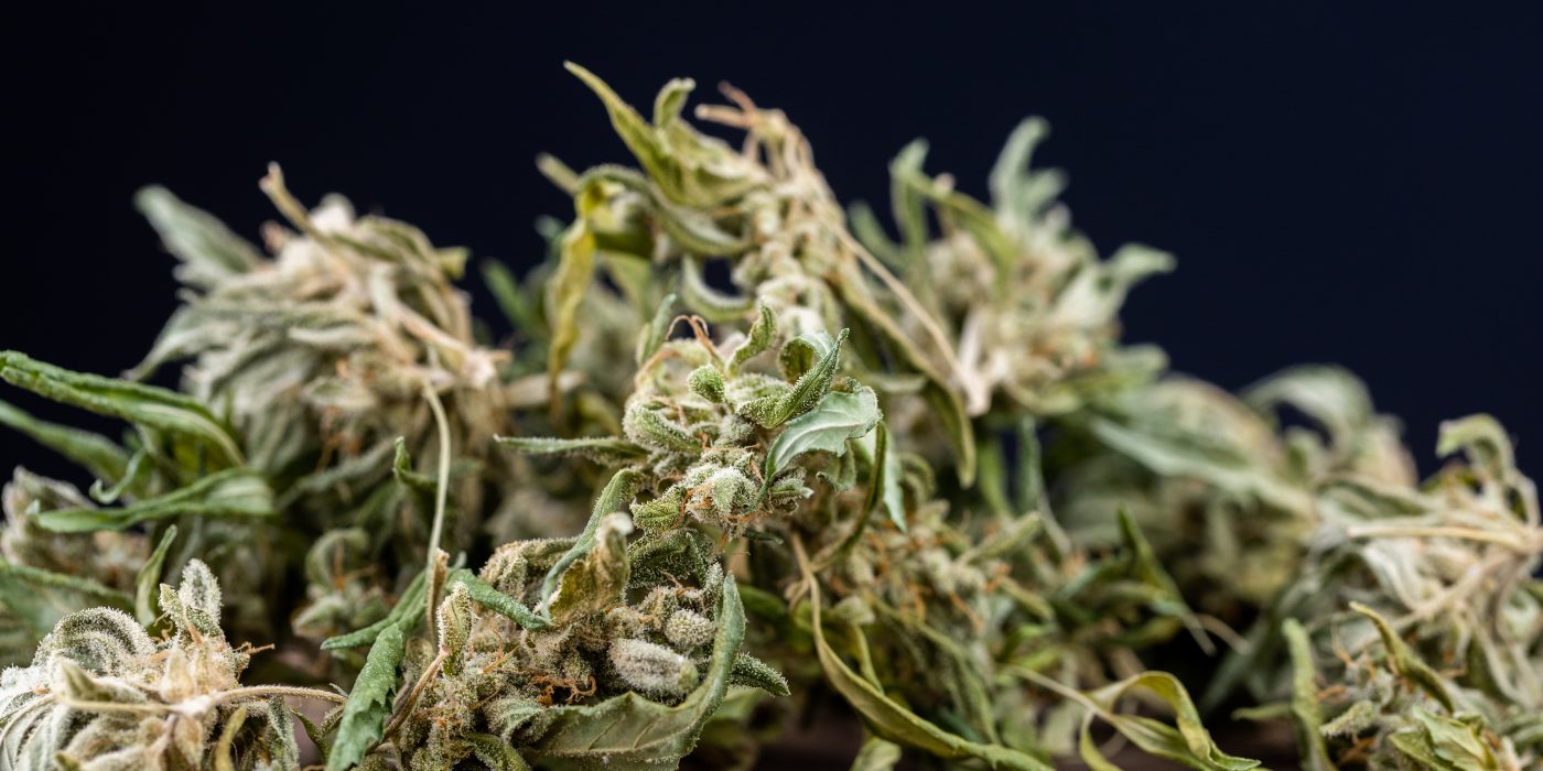 Top 10 Jack Herer Hybrid Strains to Try in 2025