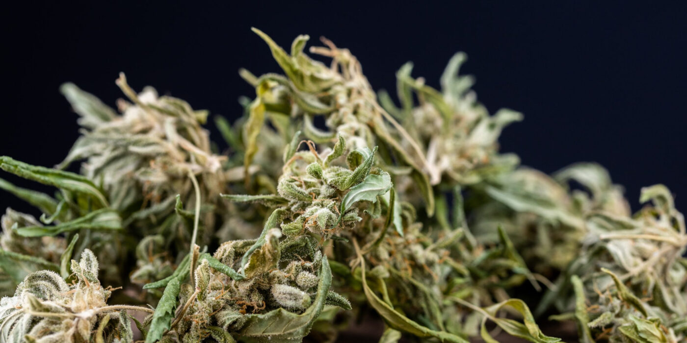 Top 10 Jack Herer Hybrid Strains to Try in 2025