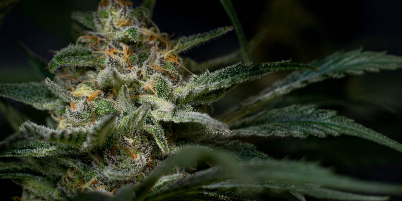 Top 10 White Widow Hybrid Strains 2025 Reviews