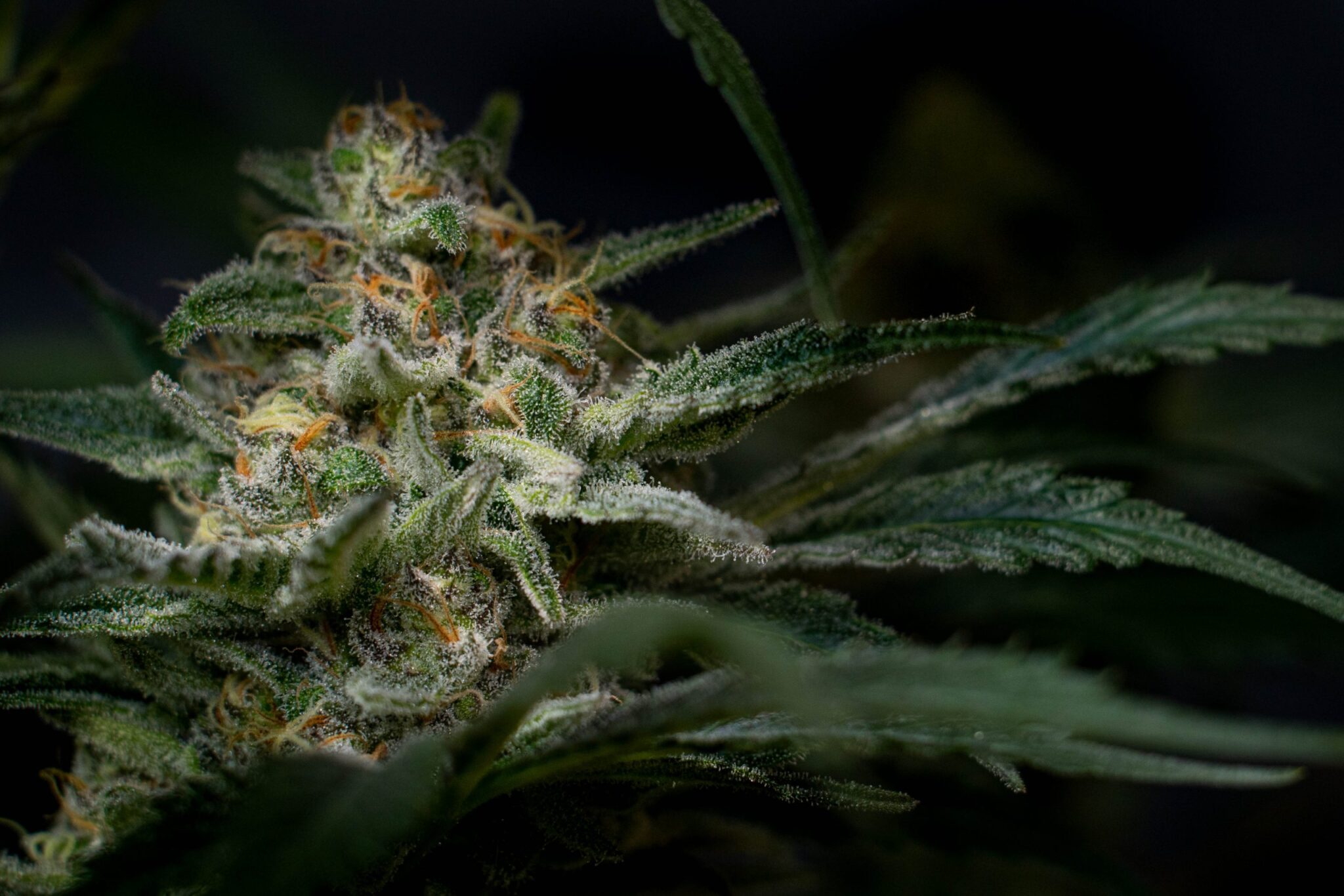 Top 10 White Widow Hybrid Strains 2025 Reviews