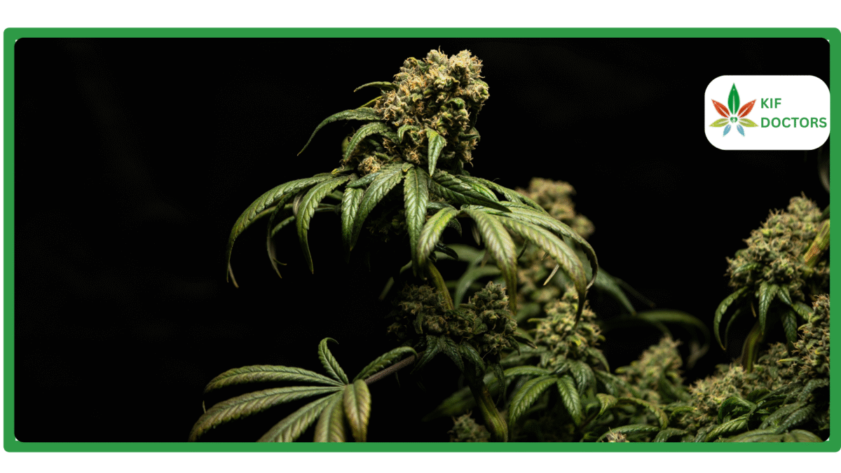 Is Weed Legal in Connecticut? Guide to Cannabis Laws in Connecticut