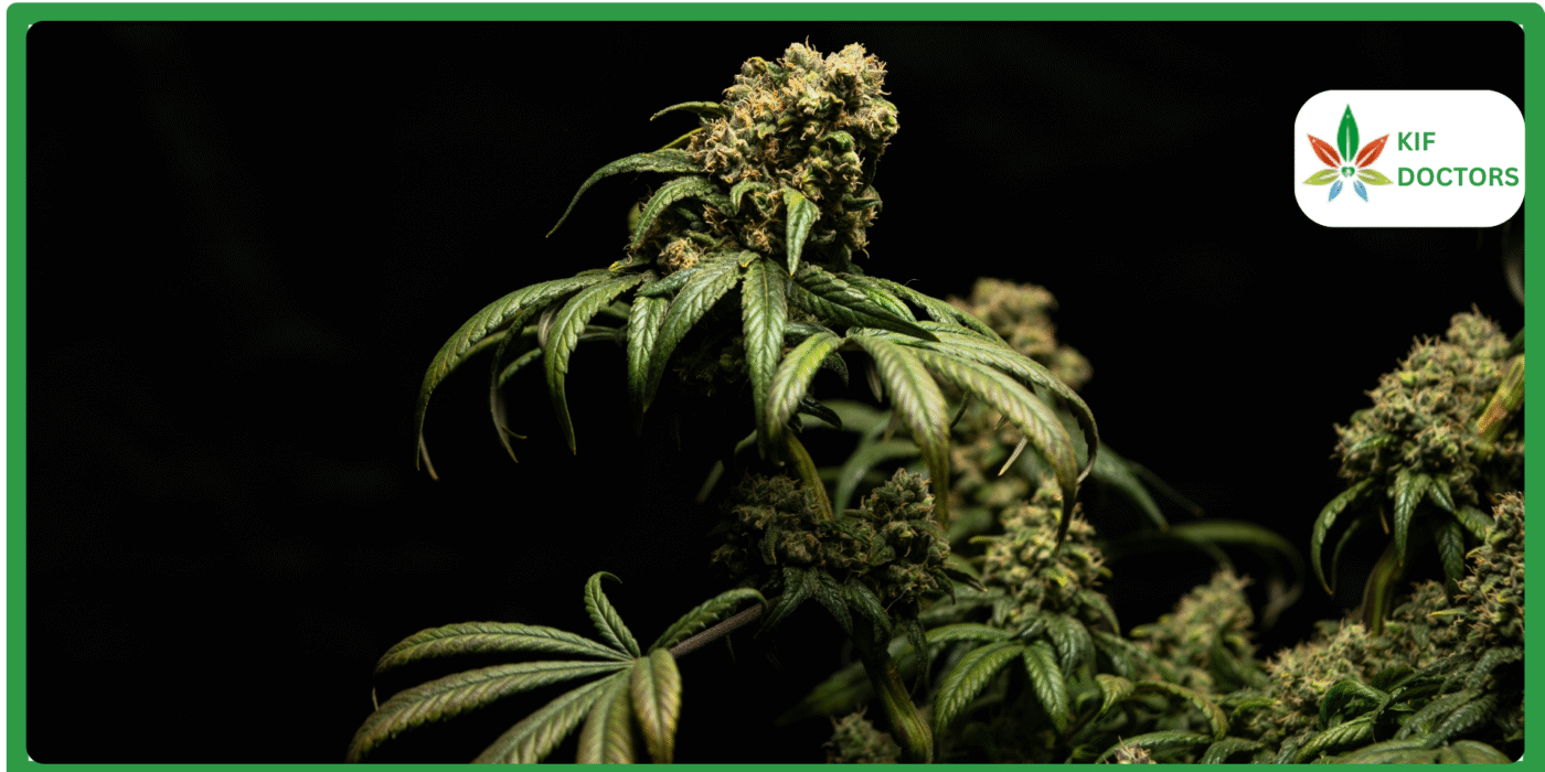 Is Weed Legal in Connecticut? Guide to Cannabis Laws in Connecticut