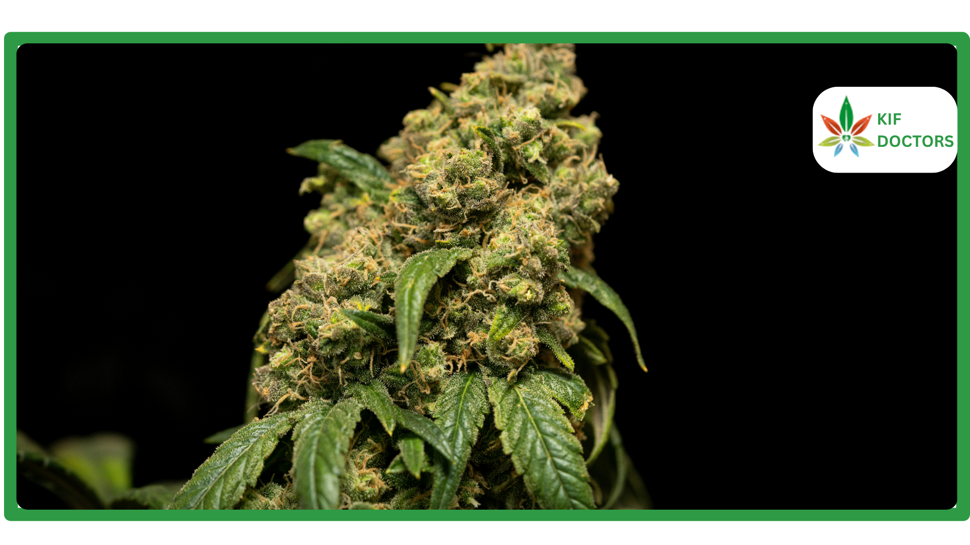 Is Weed Legal in Arkansas? Guide to Cannabis Laws in Arkansas