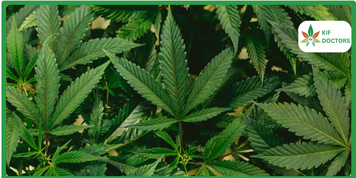 Is Weed Legal in Georgia Guide to Cannabis Laws in Georgia