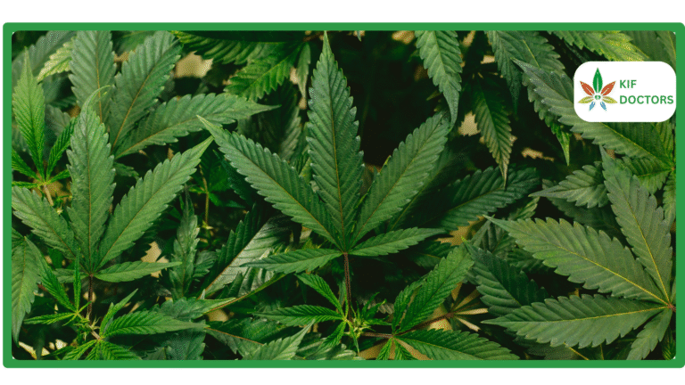 Is Weed Legal in Georgia Guide to Cannabis Laws in Georgia