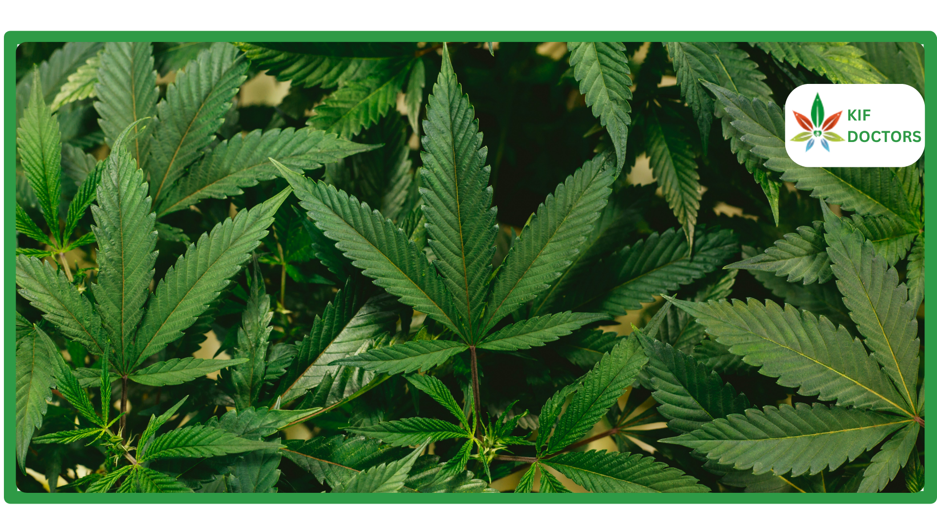 Is Weed Legal in Georgia Guide to Cannabis Laws in Georgia