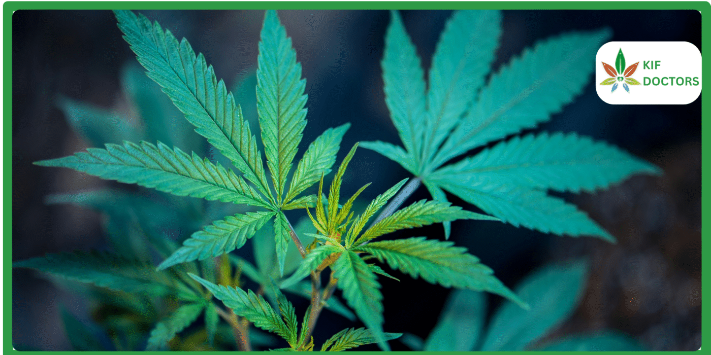 Is Weed Legal in Louisiana Guide to Cannabis Laws in Louisiana