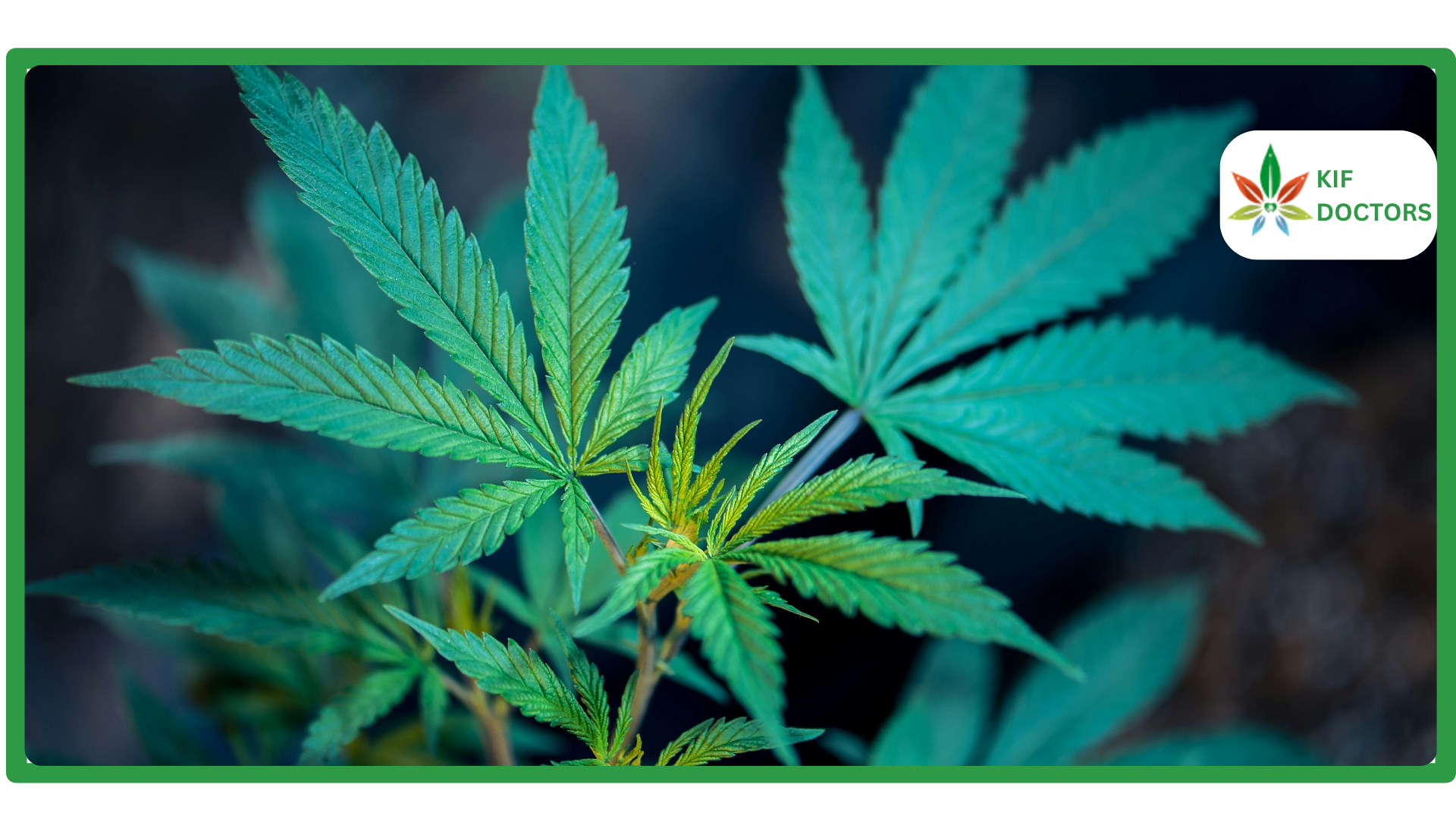 Is Weed Legal in Louisiana Guide to Cannabis Laws in Louisiana