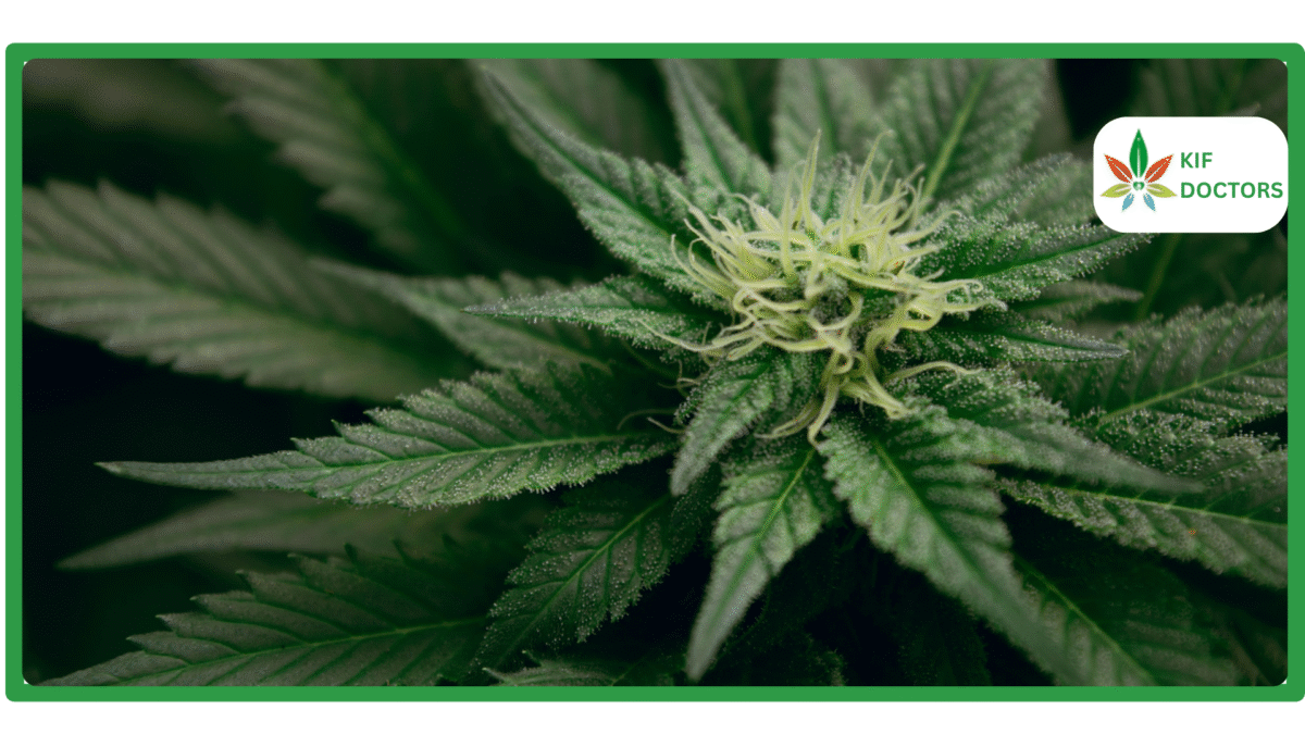 Is Weed Legal in Massachusetts Guide to Cannabis Laws in Massachusetts