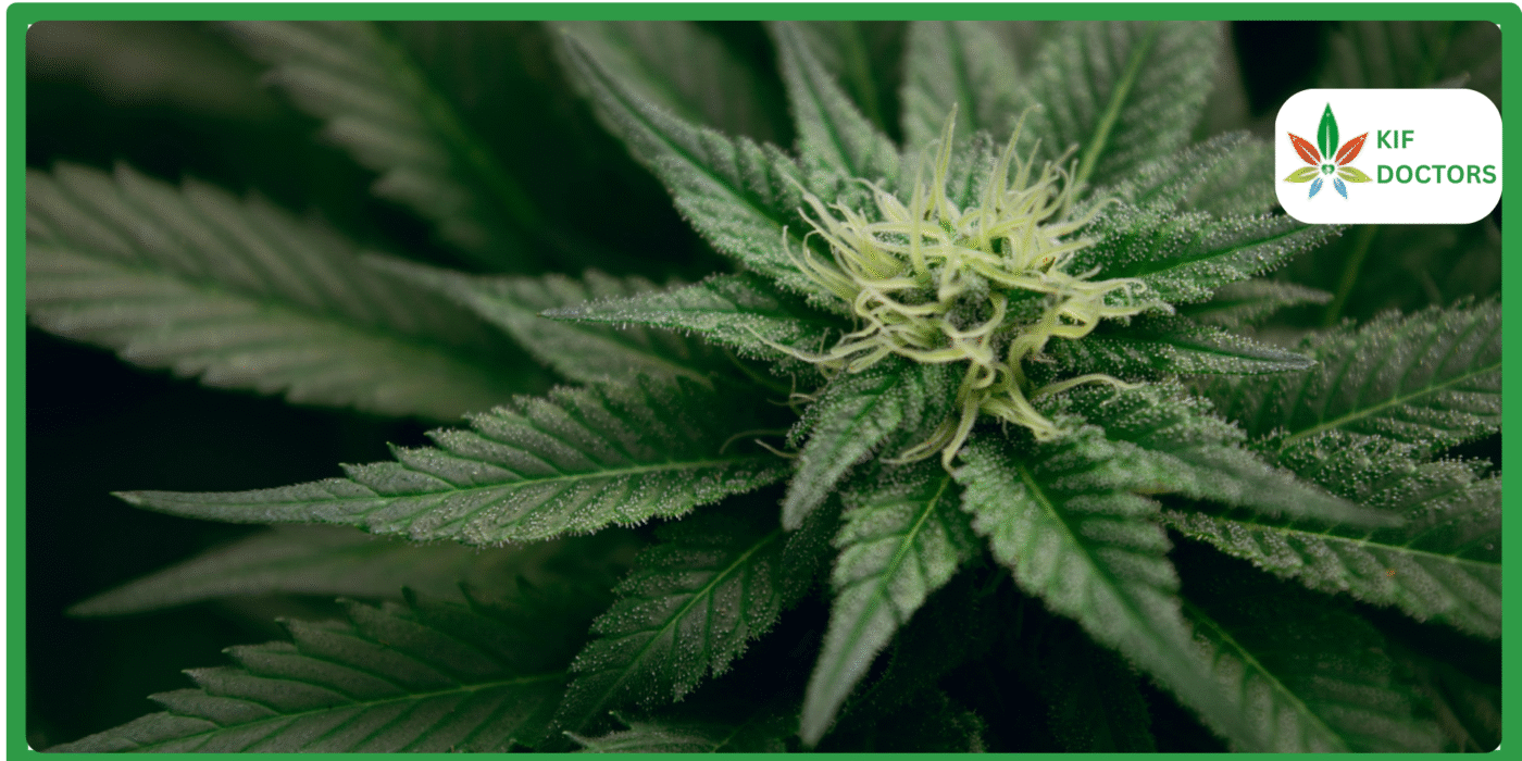 Is Weed Legal in Massachusetts Guide to Cannabis Laws in Massachusetts
