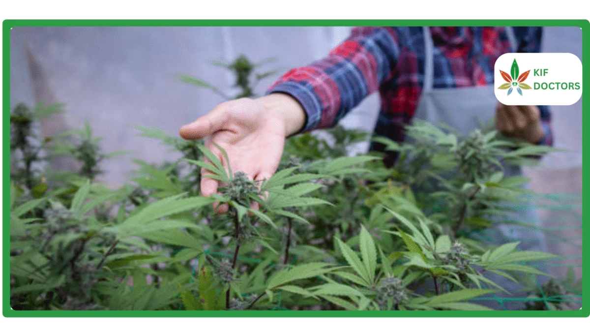 Will Weed Be Legal in Texas in 2026