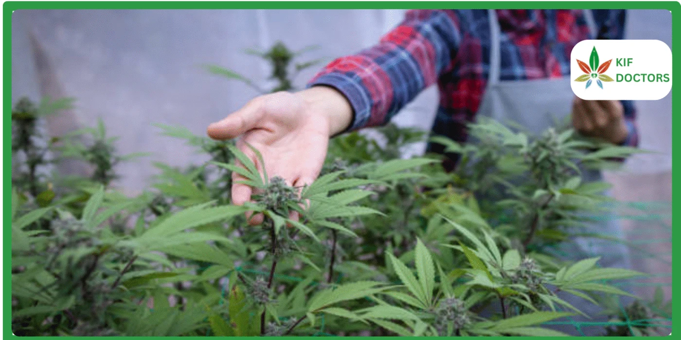 Will Weed Be Legal in Texas in 2026